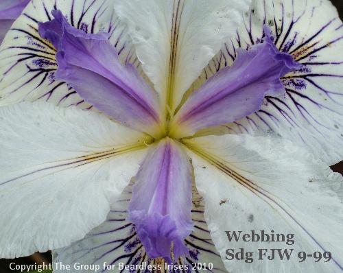 Webbing Sdg FJW 9-99